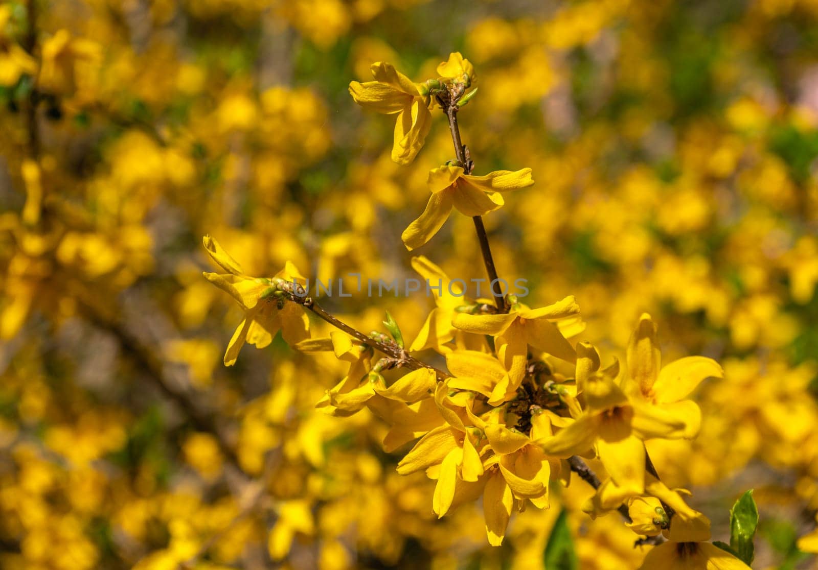 Odessa, Ukraine. Spring flowers and plants in Odessa botanical garden in Ukraine on a sunny day