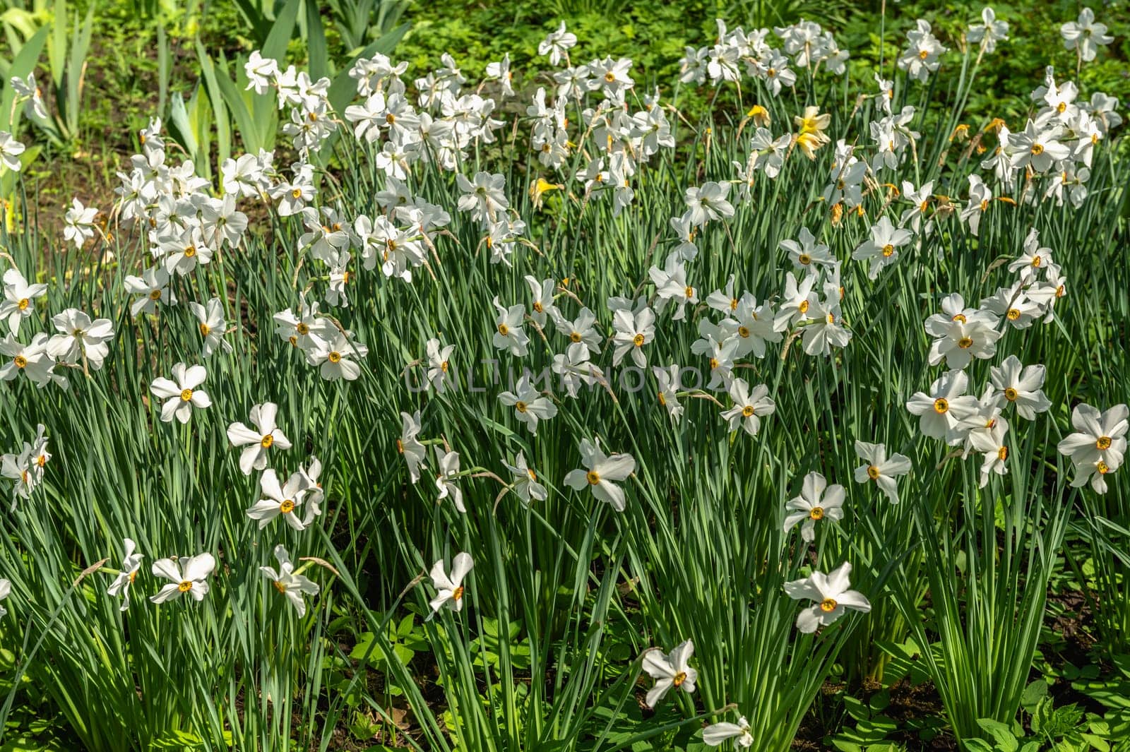 Spring flowers and plants in a botanic garden by Multipedia