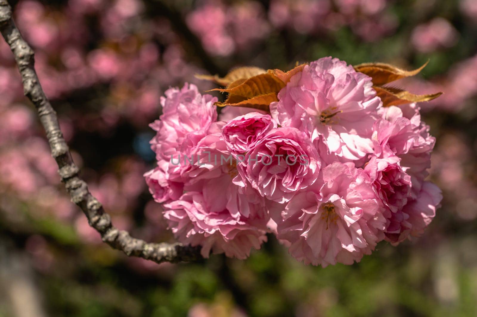 Odessa, Ukraine. Spring flowers and plants in Odessa botanical garden in Ukraine on a sunny day