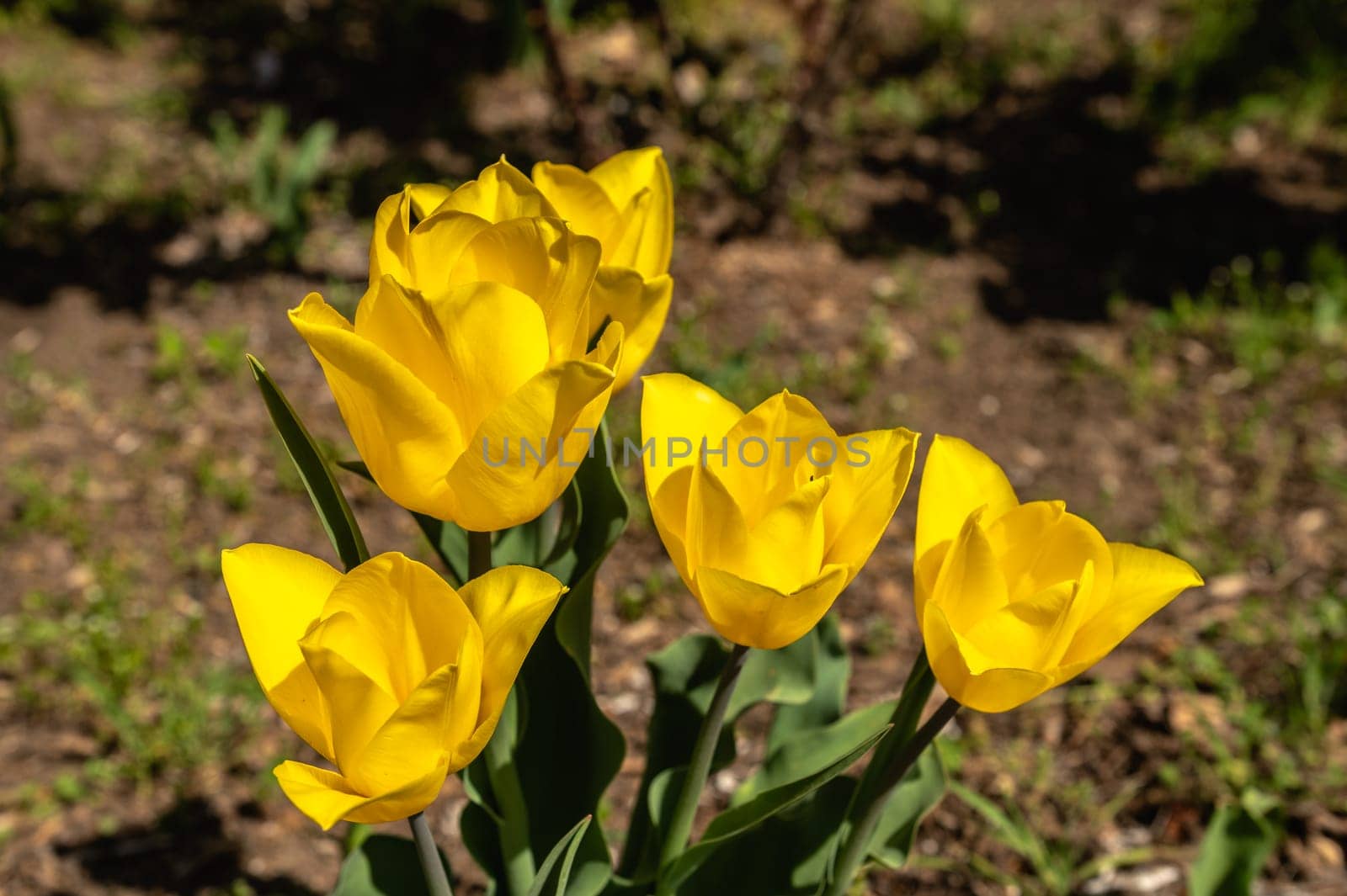 Spring flowers and plants in a botanic garden by Multipedia