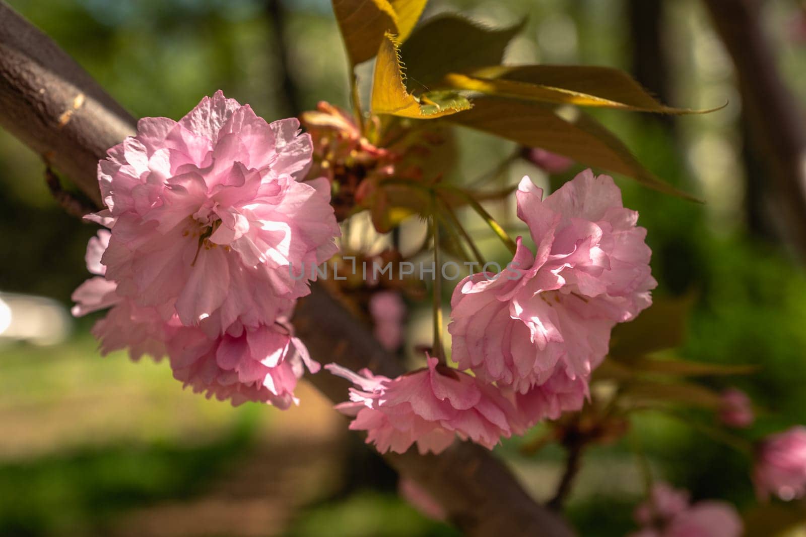 Odessa, Ukraine. Spring flowers and plants in Odessa botanical garden in Ukraine on a sunny day