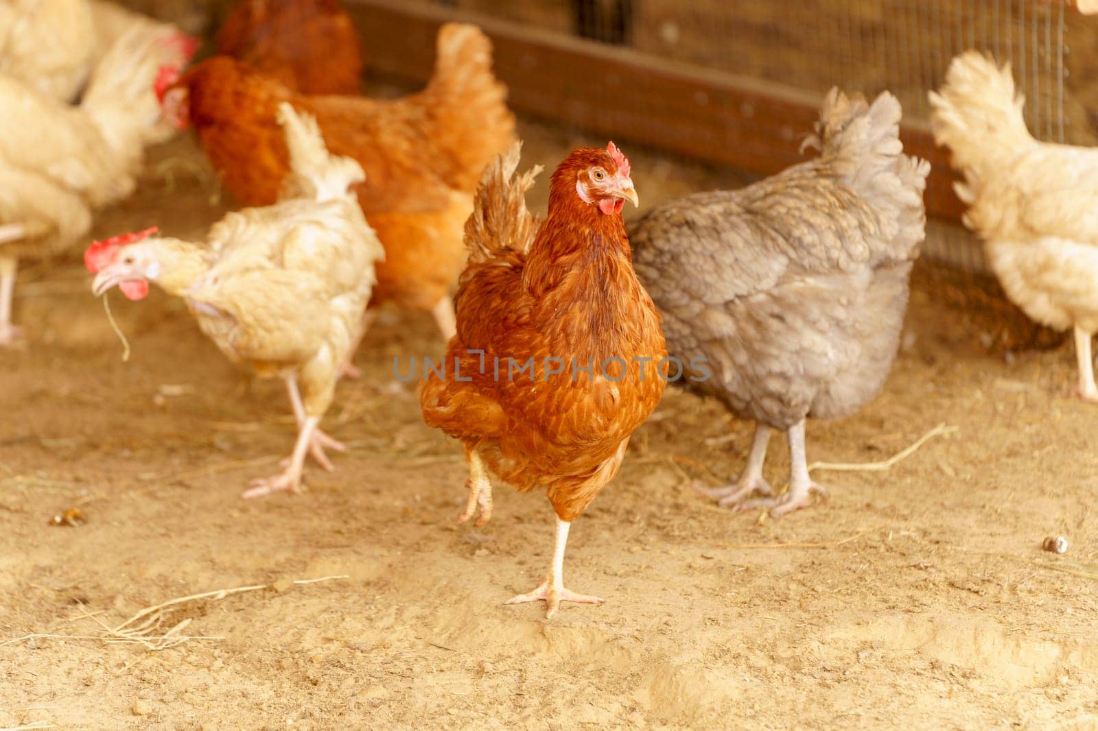 Group of chickens standing in a row, each clucking and pecking at the ground.