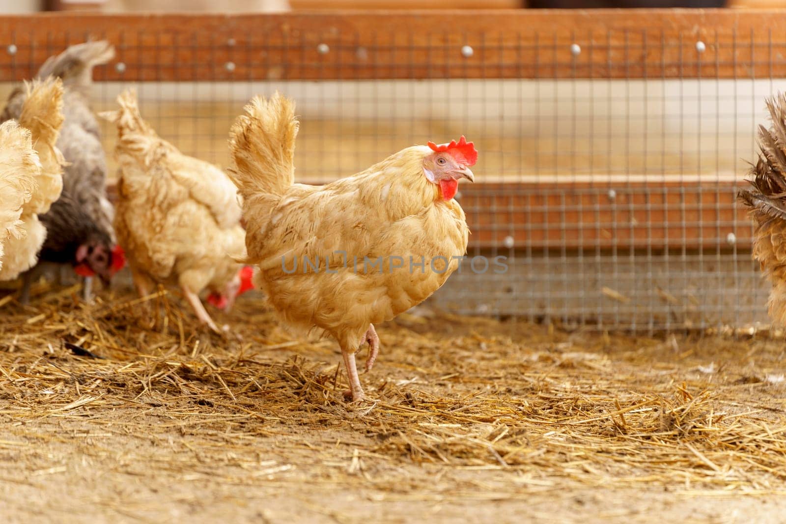 Group of chickens, each displaying their unique feathers under the open sky.