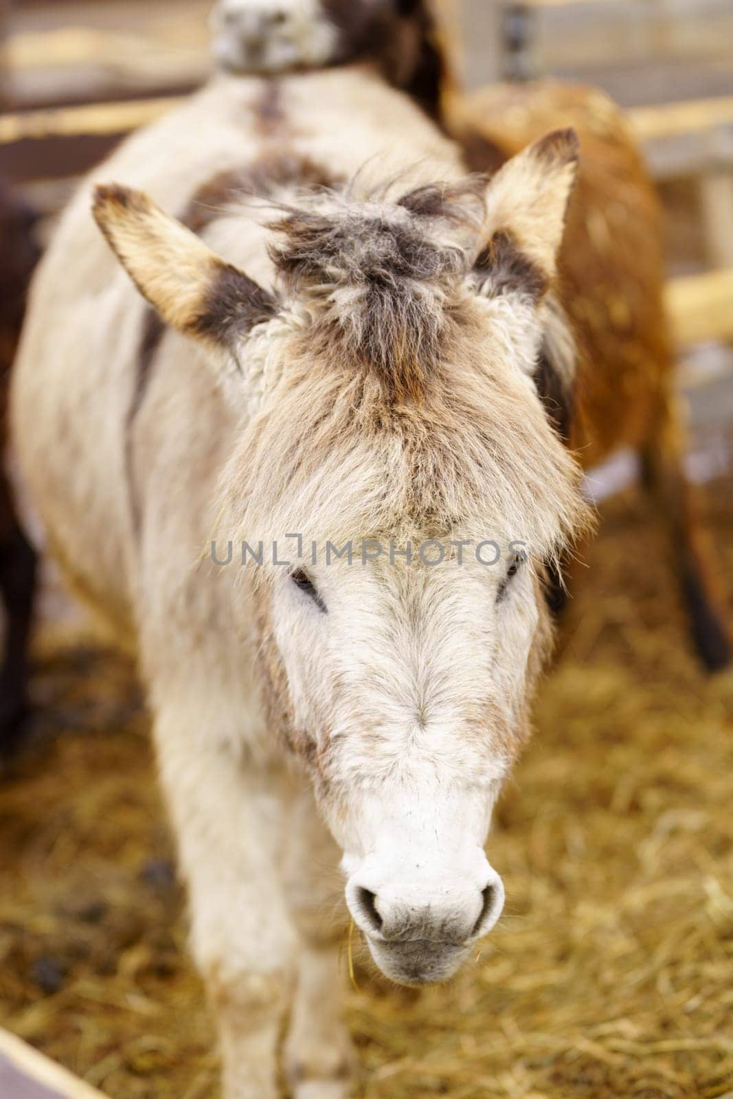 Donkey up close in a spacious pen, peacefully grazing, surrounded by wooden fencing.