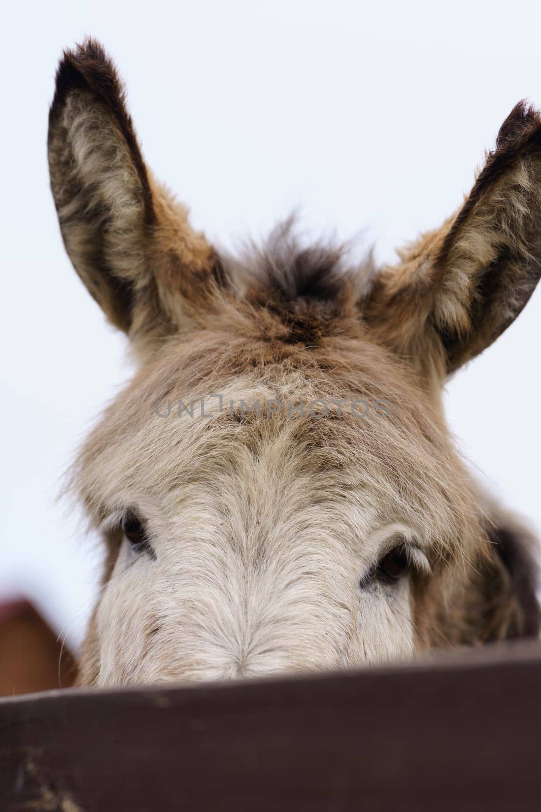 Donkey up close in a spacious pen, peacefully grazing, surrounded by wooden fencing. Vertical photo by darksoul72