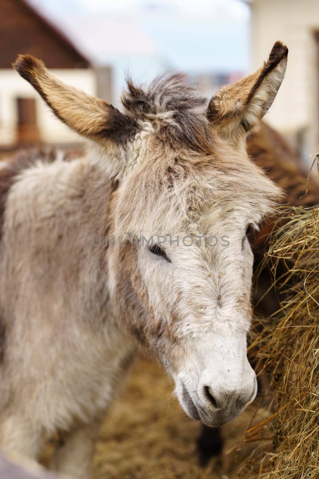 Donkey up close in a spacious pen, peacefully grazing, surrounded by wooden fencing. Vertical photo