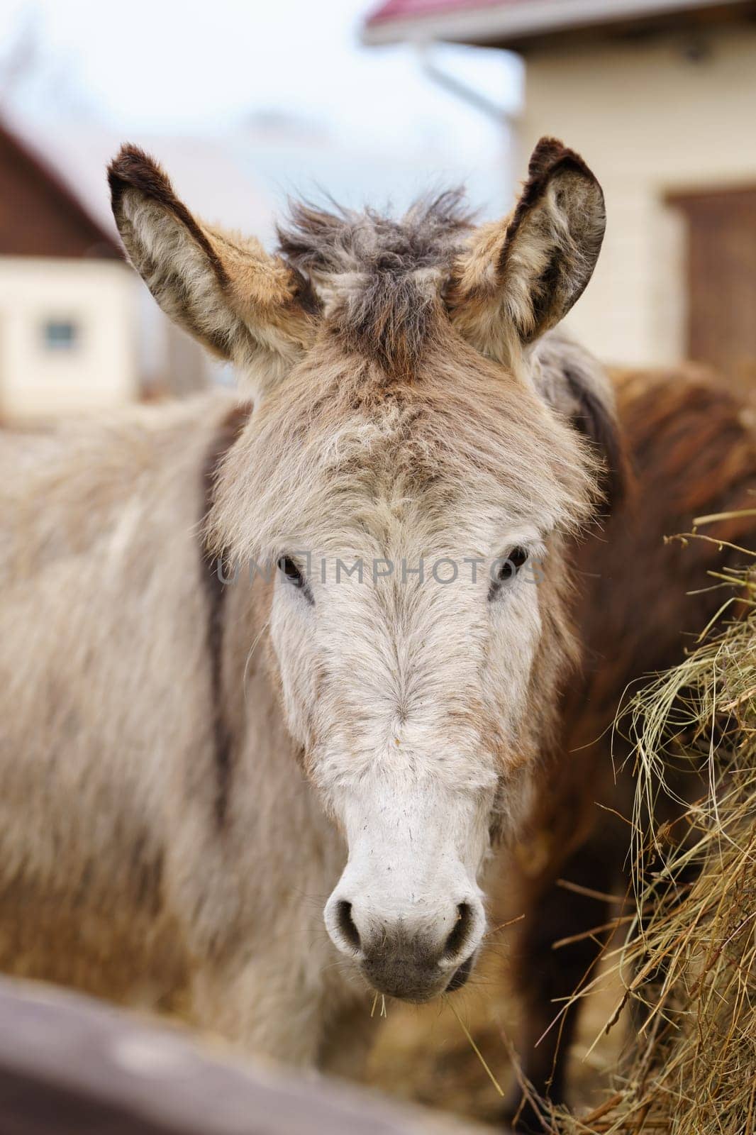 Donkey up close in a spacious pen, peacefully grazing, surrounded by wooden fencing. Vertical photo by darksoul72