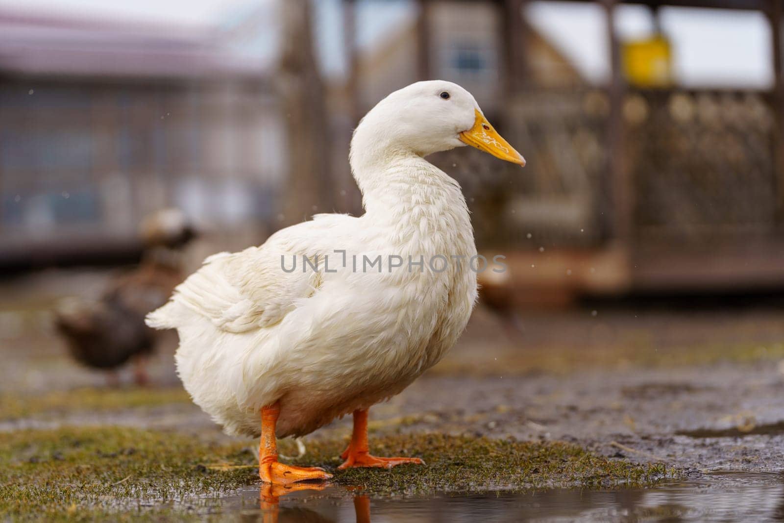 Graceful white duck stands elegantly on top of a small puddle of water on farm