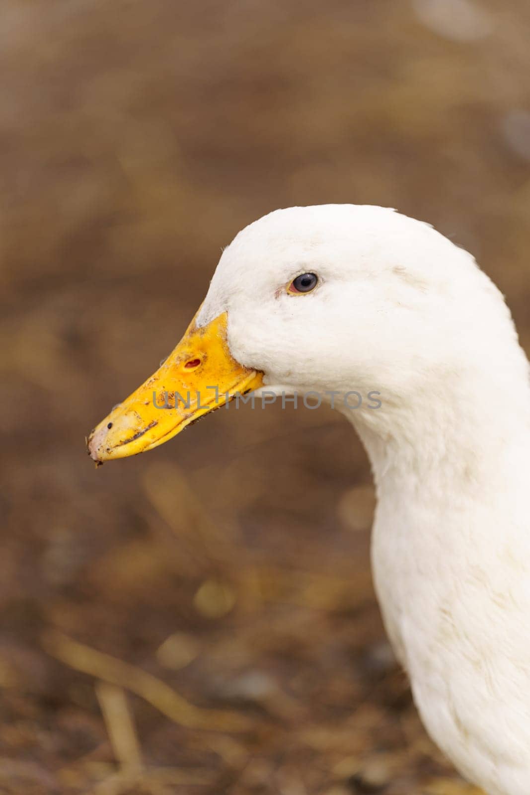 Graceful white duck stands elegantly on top of a small puddle of water on farm