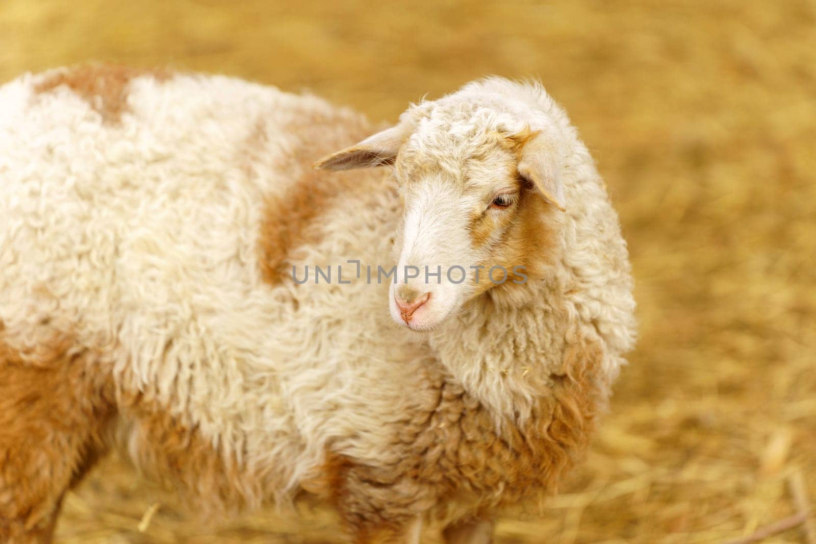 Sheep peacefully stands surrounded by golden hay in a farm pen, showcasing a serene and idyllic rural scene.