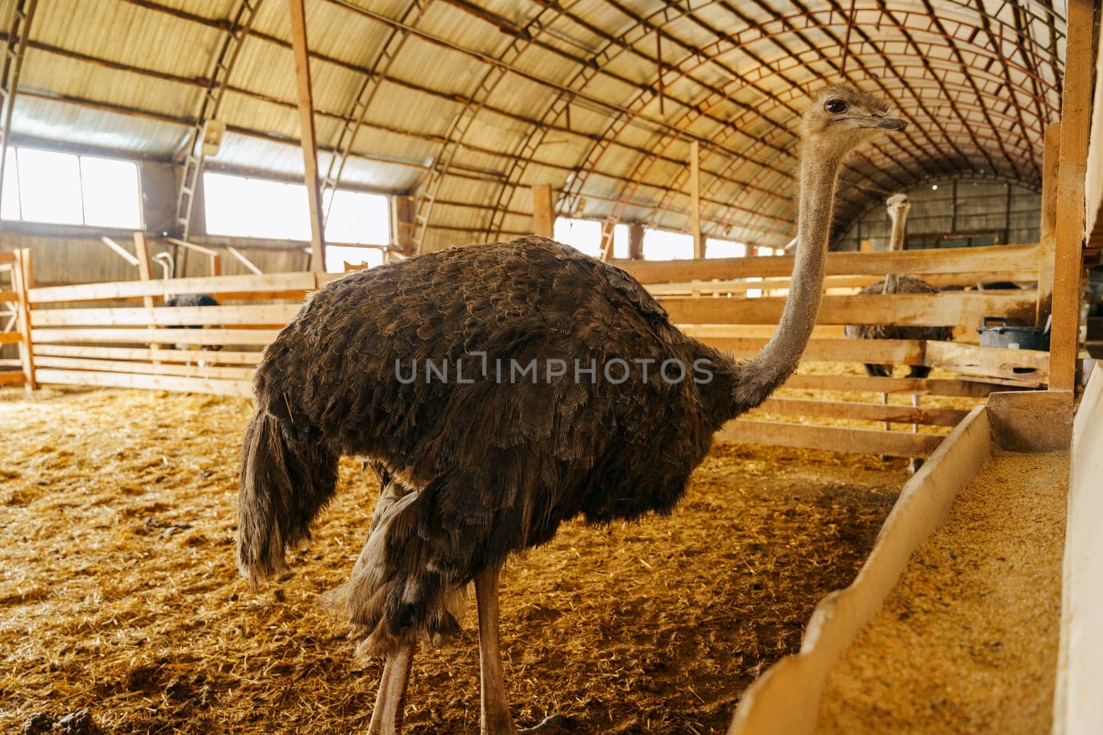 Ostrich is standing proudly in a charming barn filled with golden hay bales.