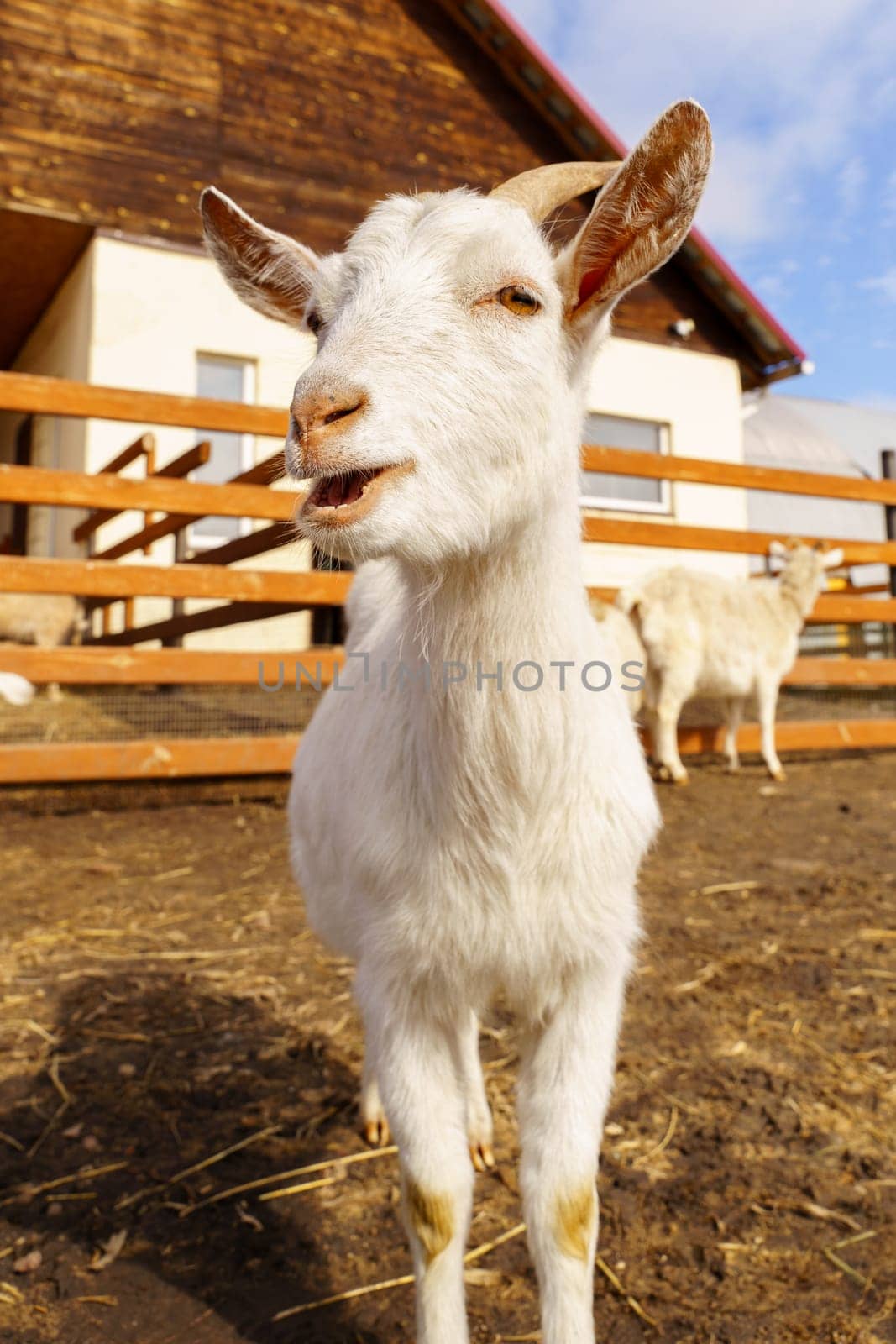 White goat stands on top of a dry grass field under the open sky.