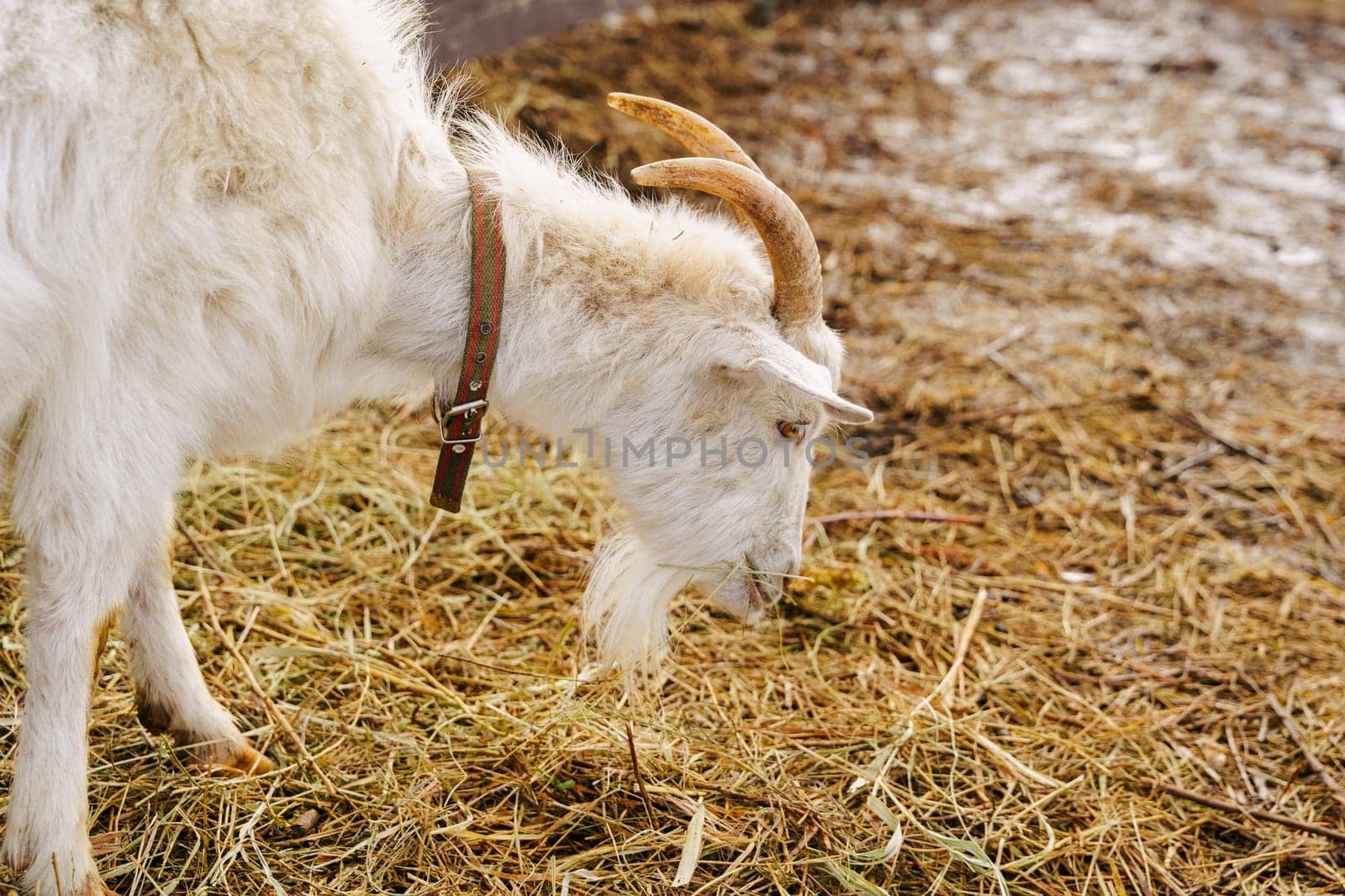 Goat stands gracefully on a tall pile of golden hay, surveying its surroundings with curiosity and poise. by darksoul72