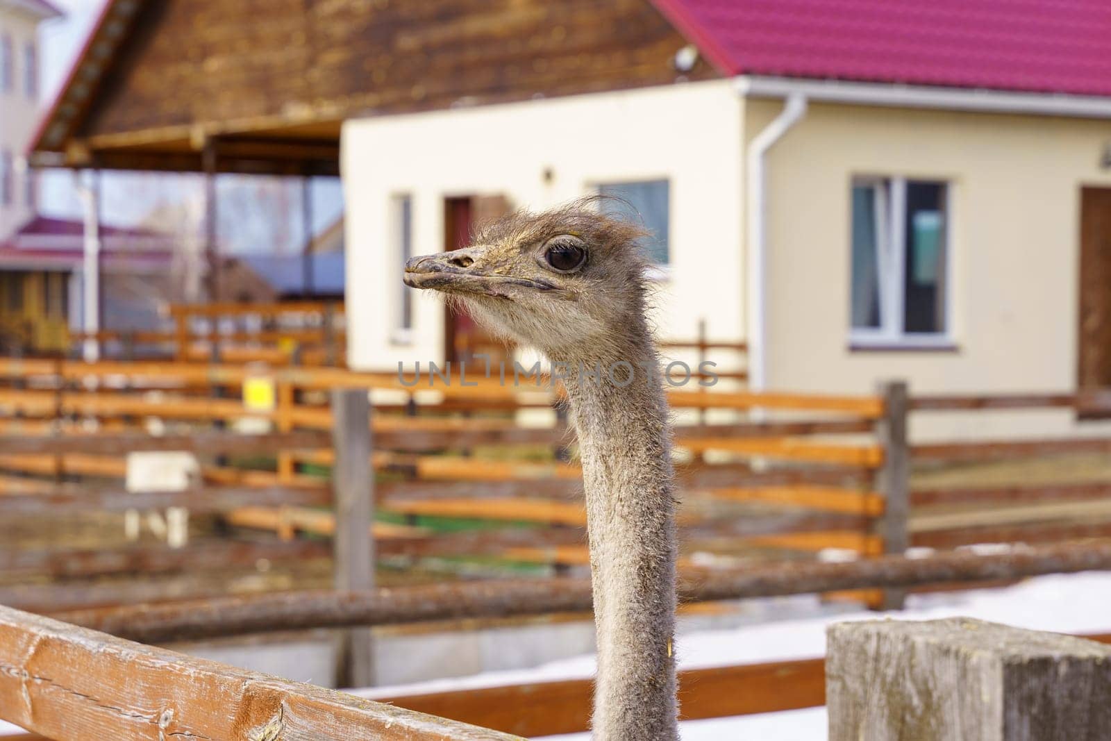 Ostriches standing inside a barn on an ostrich farm, surrounded by rustic wooden