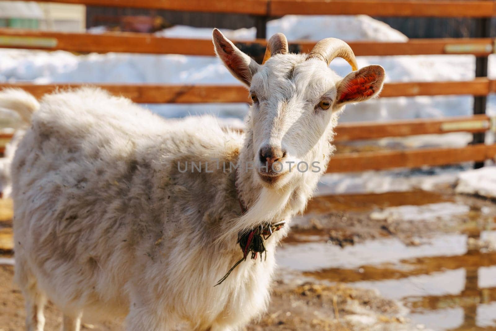 Goat on farm look peaceful and content in their enclosed environment. Selective focus. by darksoul72
