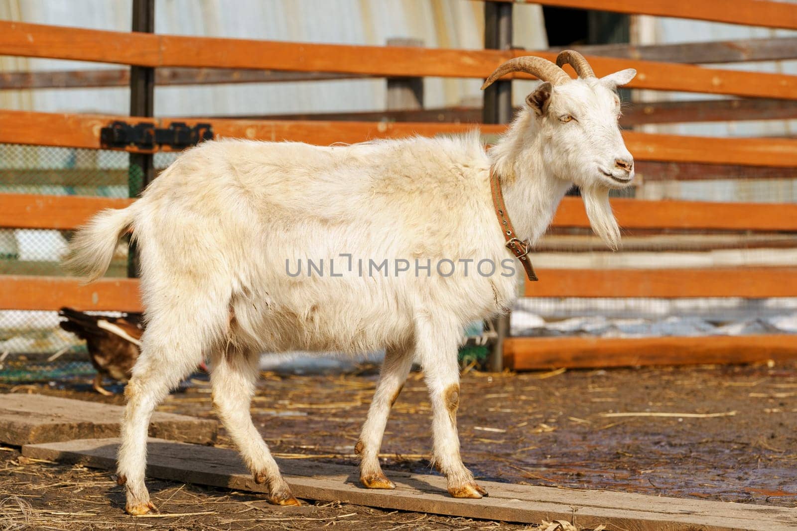Goat on farm look peaceful and content in their enclosed environment. Selective focus.