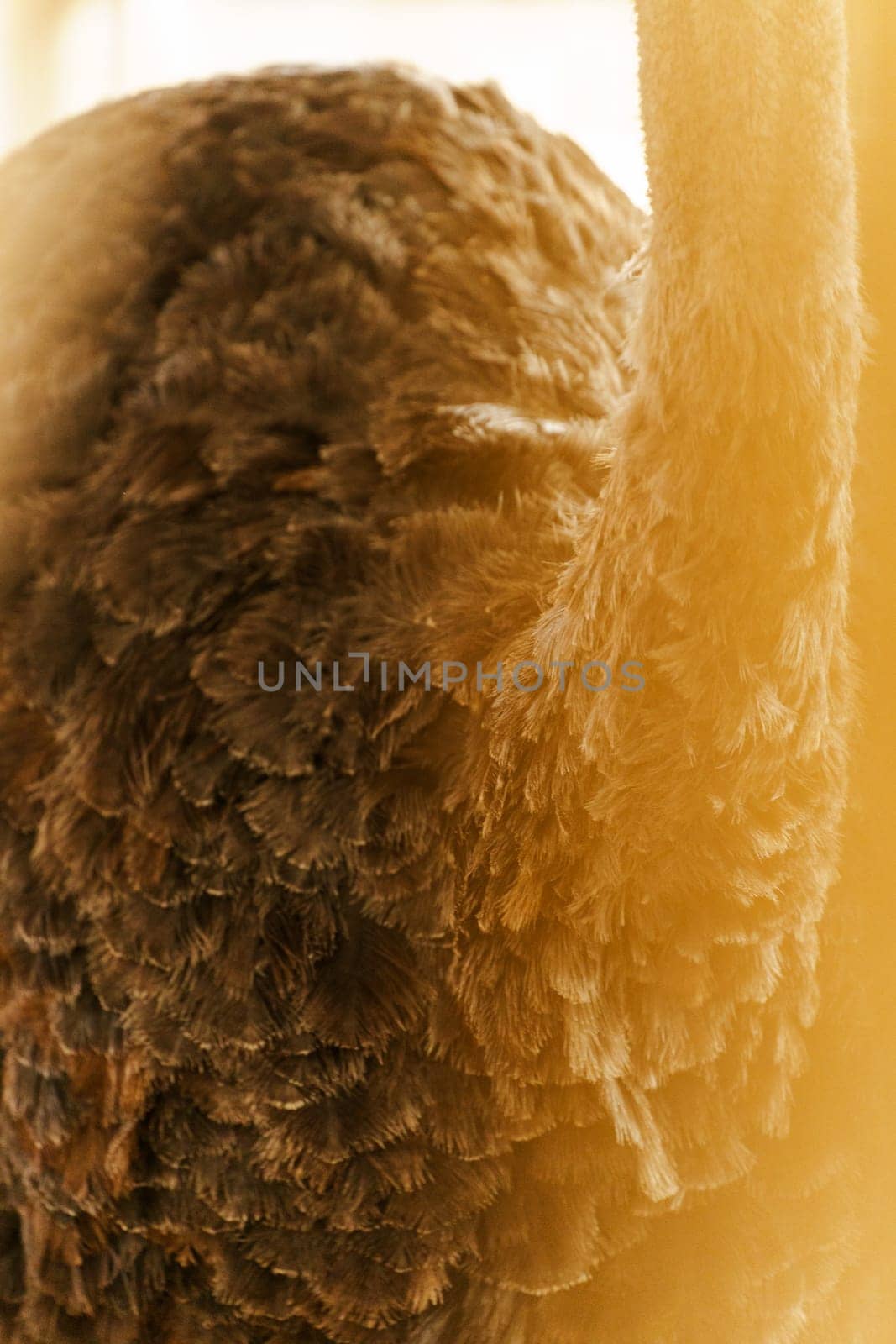 Ostrich stands tall in a spacious pen on farm, showcasing its long neck and vibrant feathers. Vertical photo. Selective focus