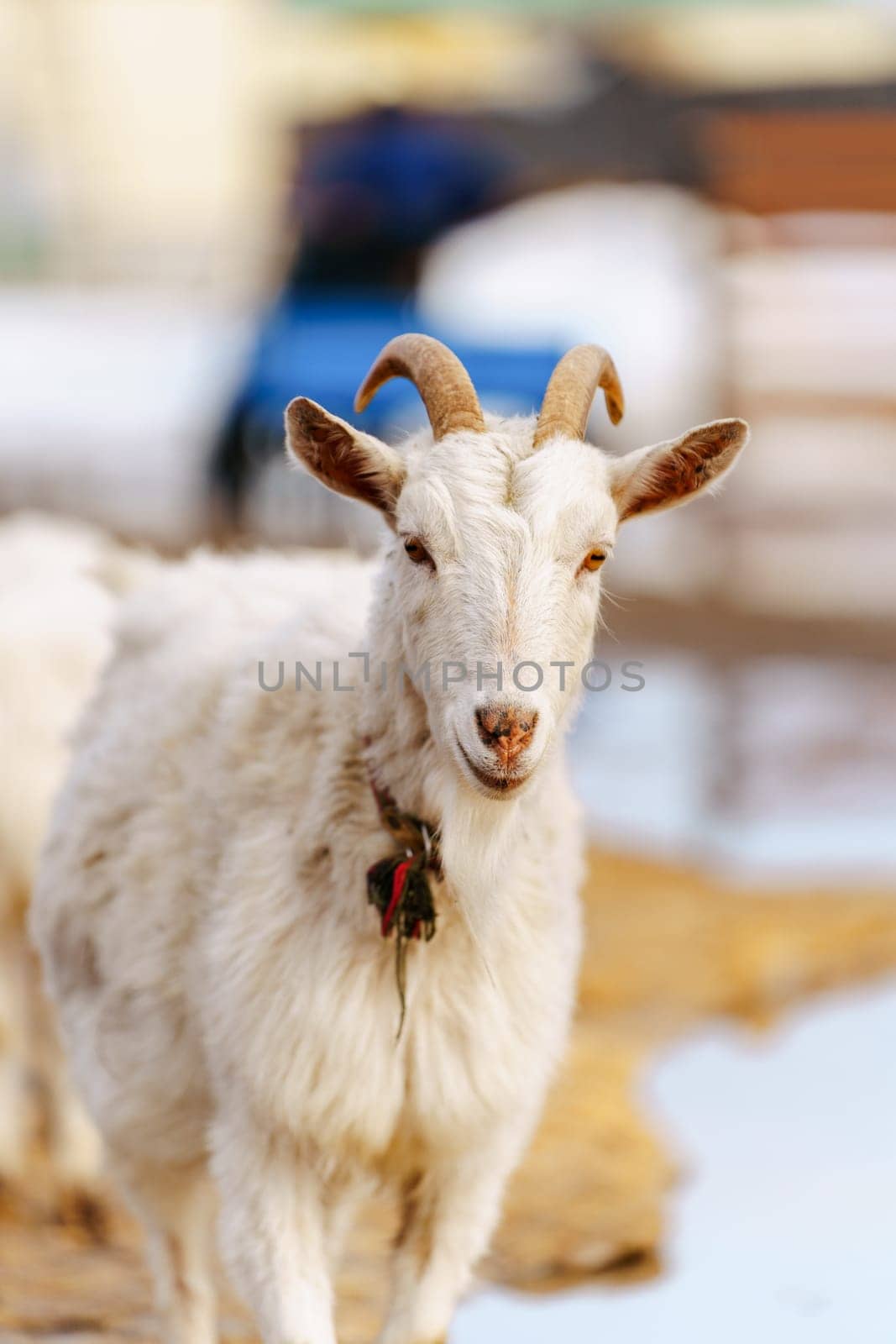 Close-up view of a curious goat surrounded by wooden fencing in a rustic pen. Vertical photo by darksoul72
