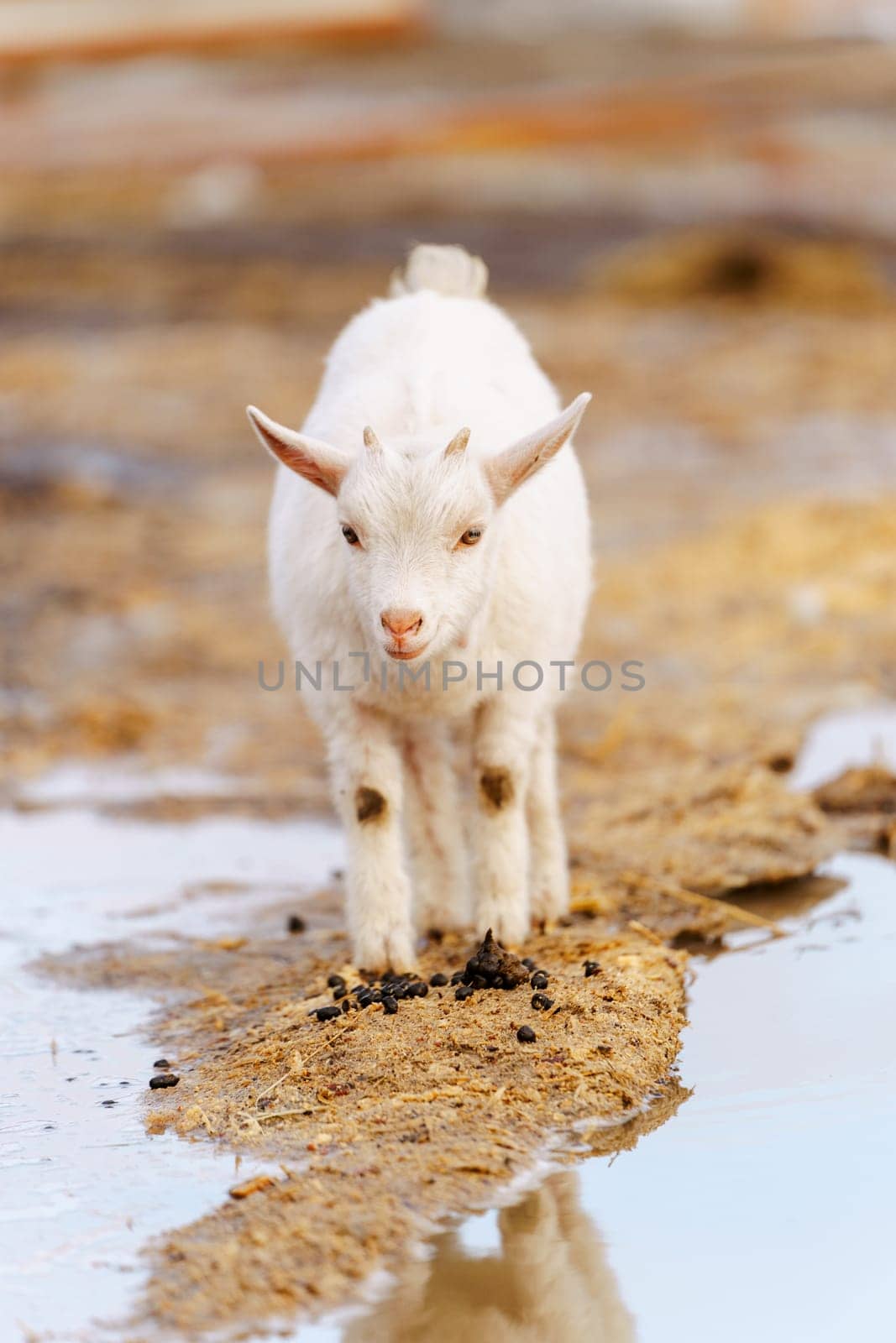 Small white goat curiously stands, surveying its surroundings with interest. Vertical photo