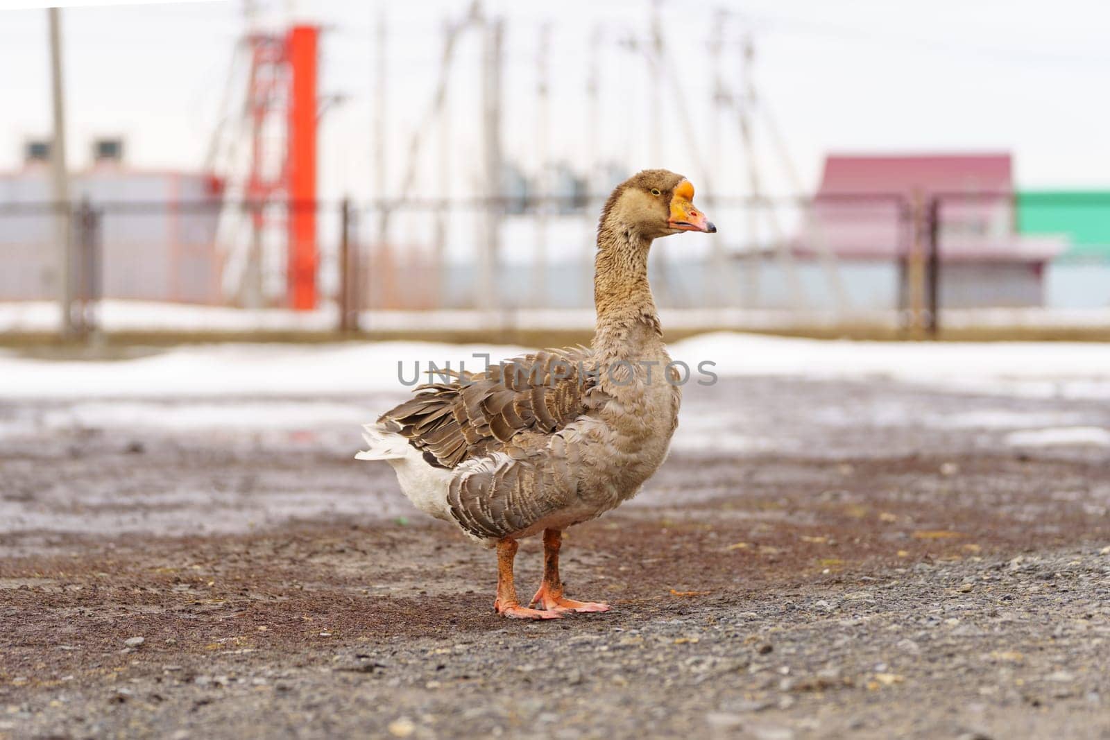 Goose ambles through a farm enclosure, basking in the gentle warmth of the morning sun. by darksoul72