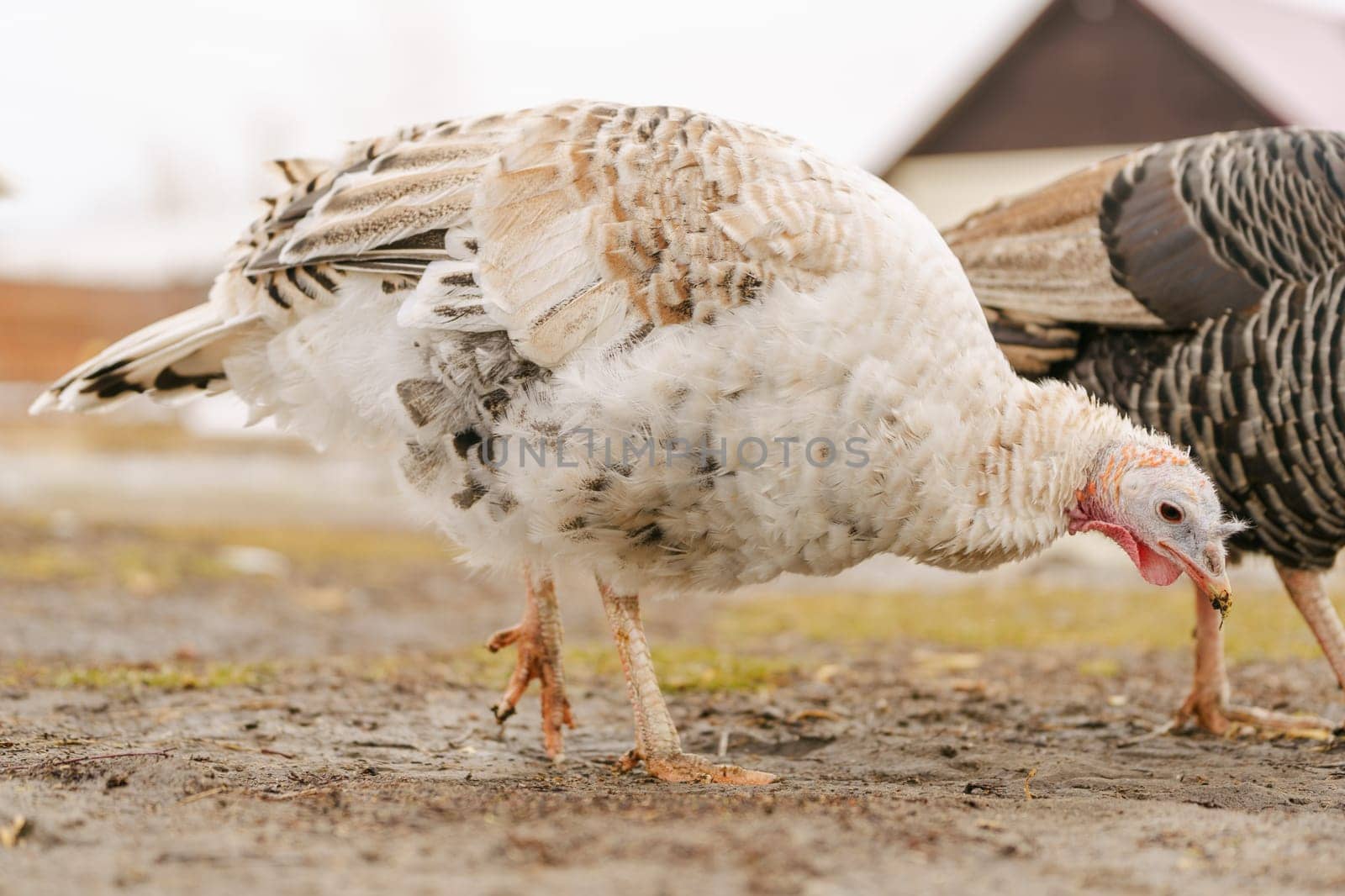 Turkey walks on a farm. Organic animals farm. Selective focus by darksoul72