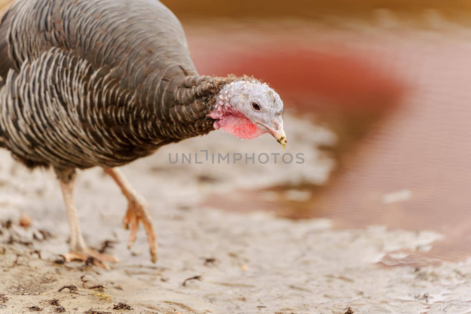 Turkey in the village selective focus. Poultry farm, suburban wildlife by darksoul72