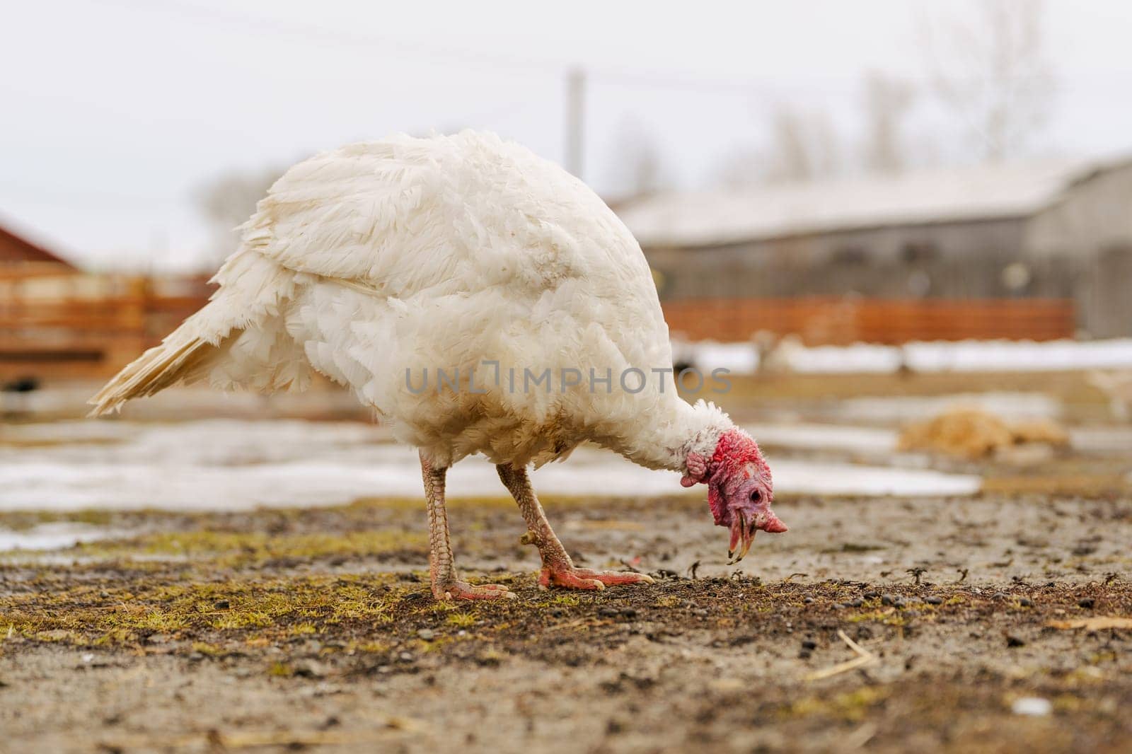 Rural countryside landscape with broad breasted domestic turkey.