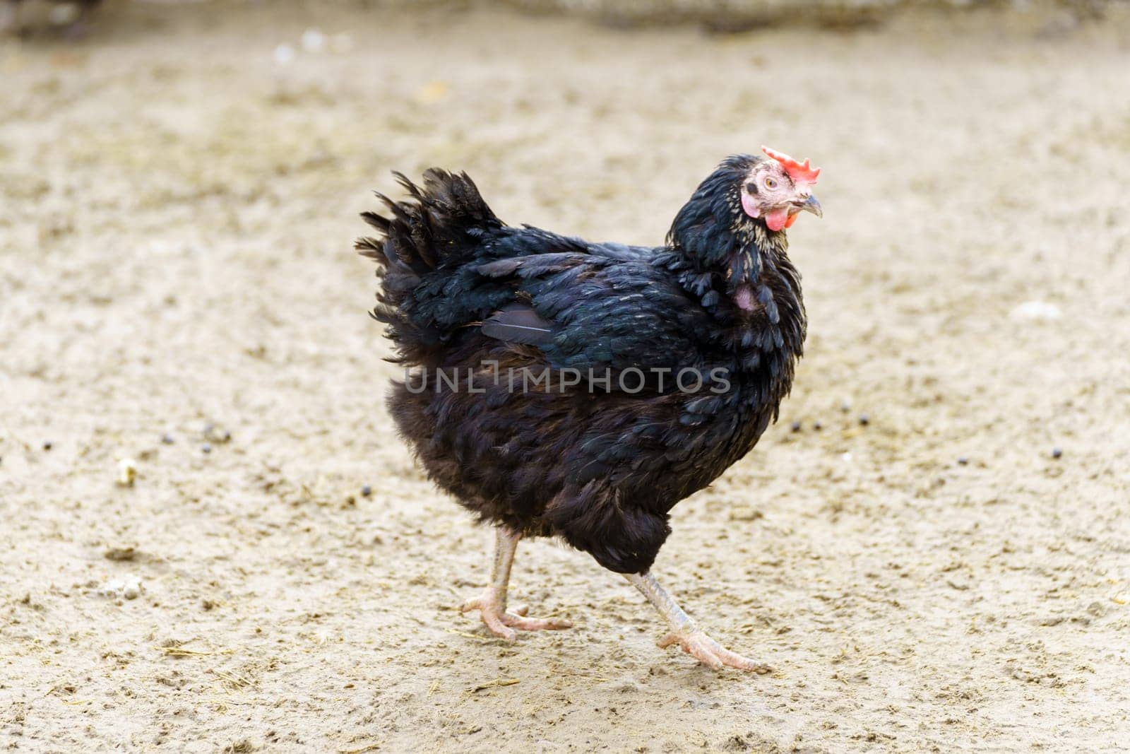 Chicken gracefully moves across a dry dirt field, its feathers shimmering in the sunlight. by darksoul72