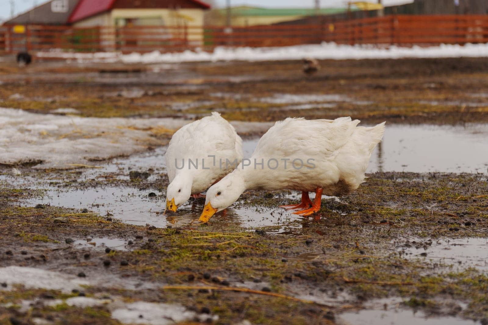 Group of white ducks gracefully stand atop the tranquil body of water. by darksoul72