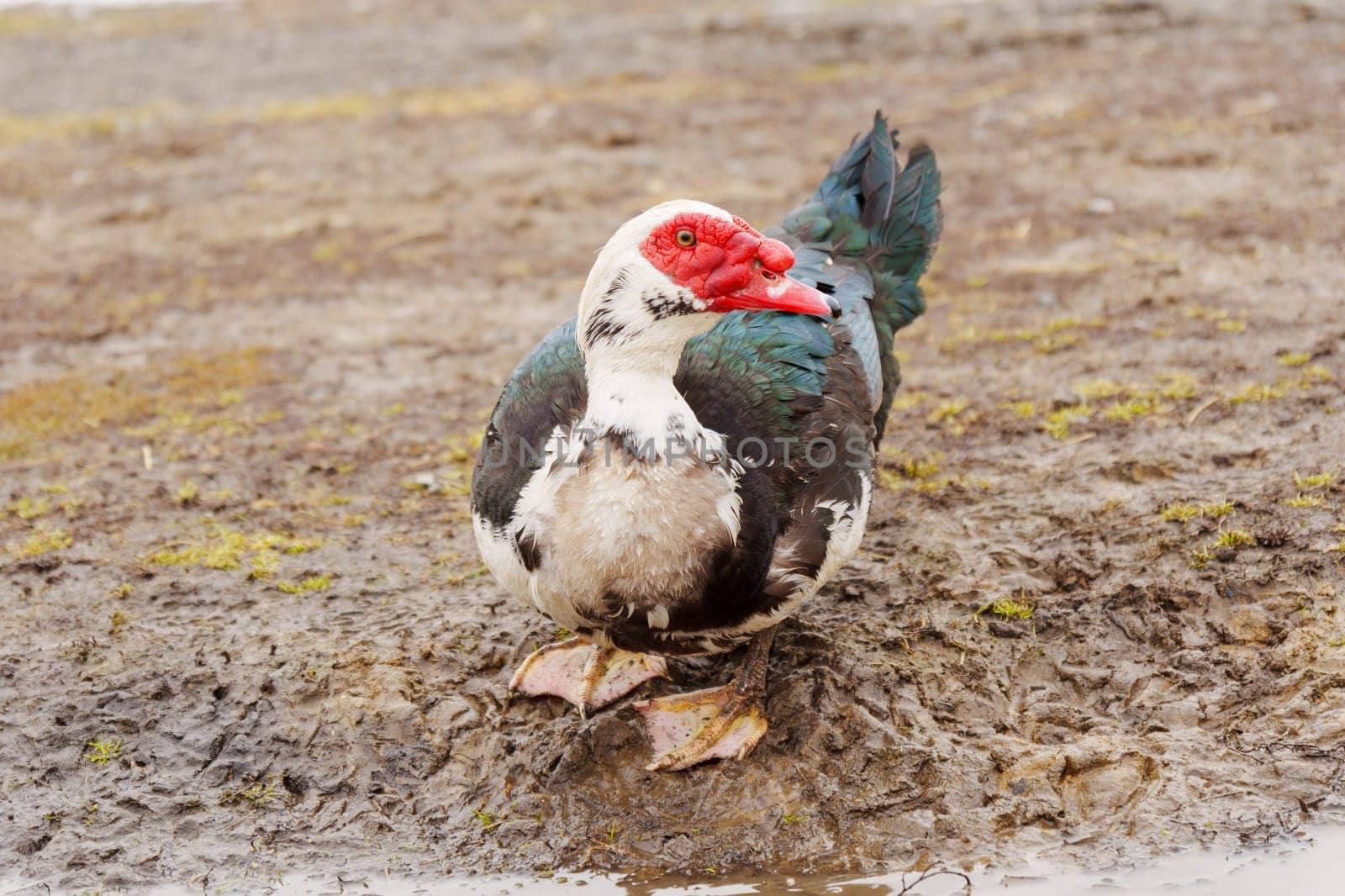 Muscovy ducks standing next to each other on a farm, selective focus by darksoul72