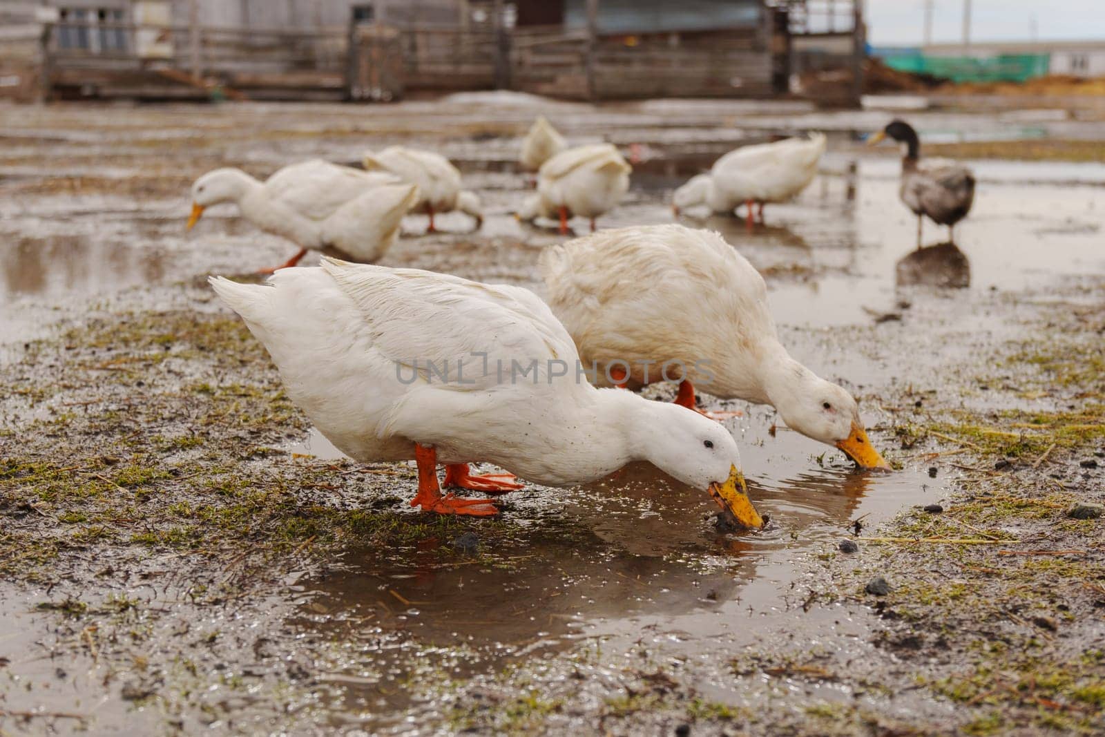 Group of white ducks gracefully stand atop the tranquil body of water.