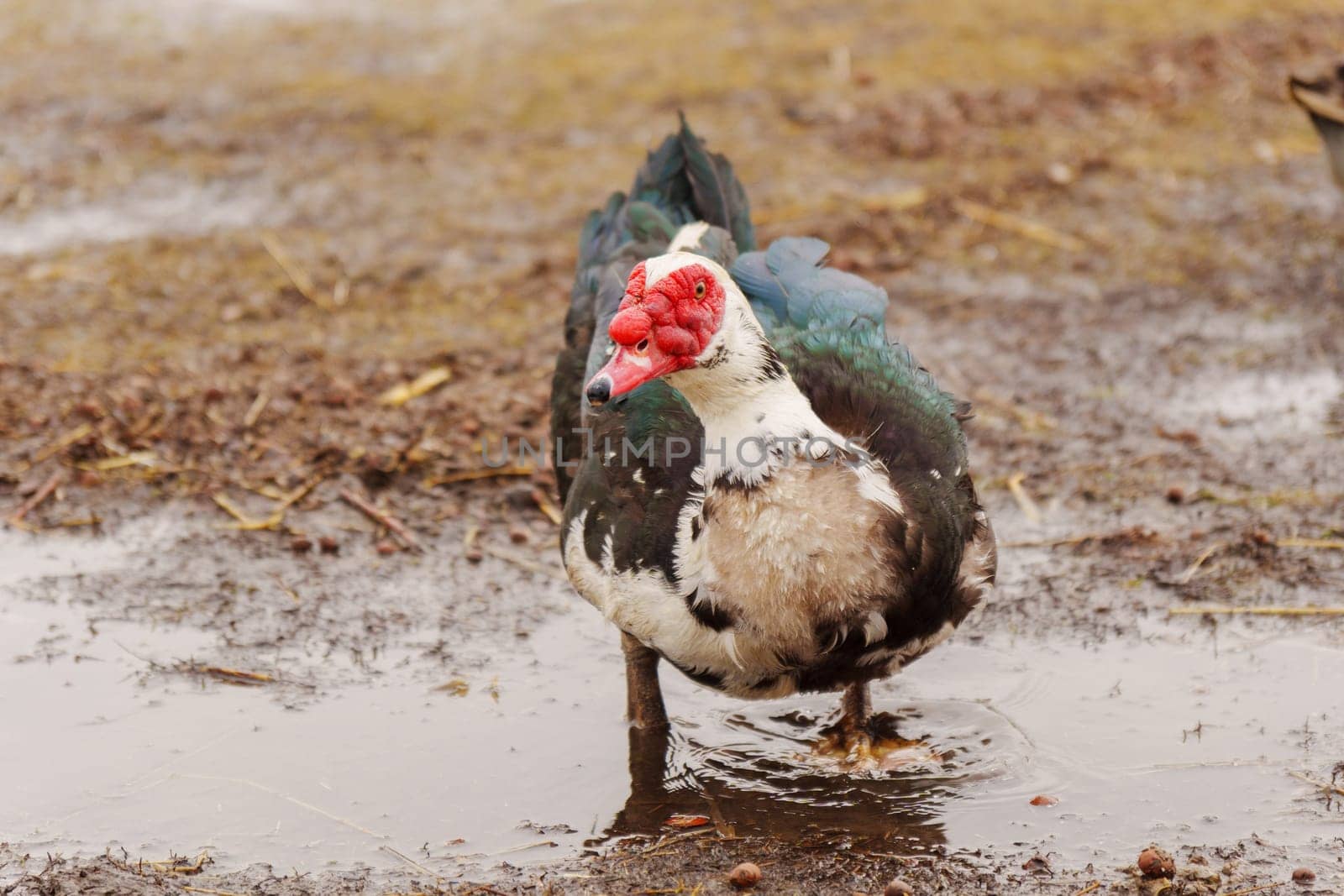 Muscovy duck, with distinctive black and white plumage, stands gracefully beside a tranquil body of water on a farm. by darksoul72