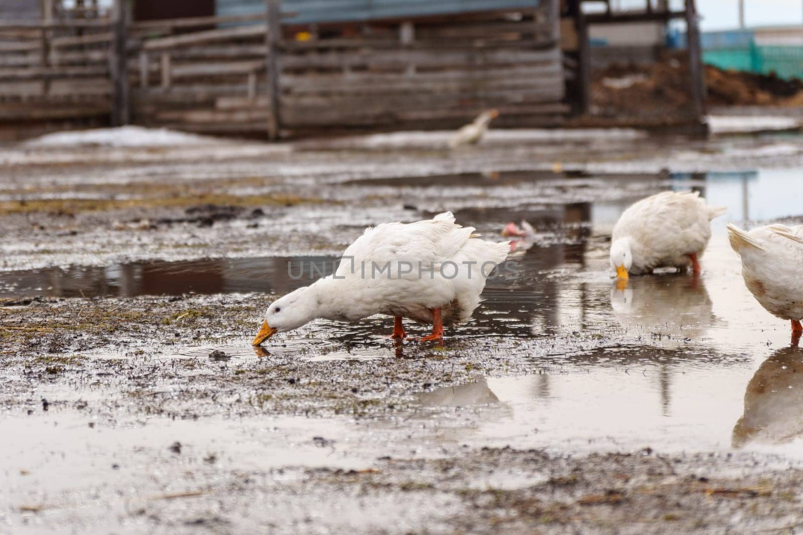 Ducks confidently stand on top of a field blanketed in snow, showcasing their resilience and adaptability to winter conditions.