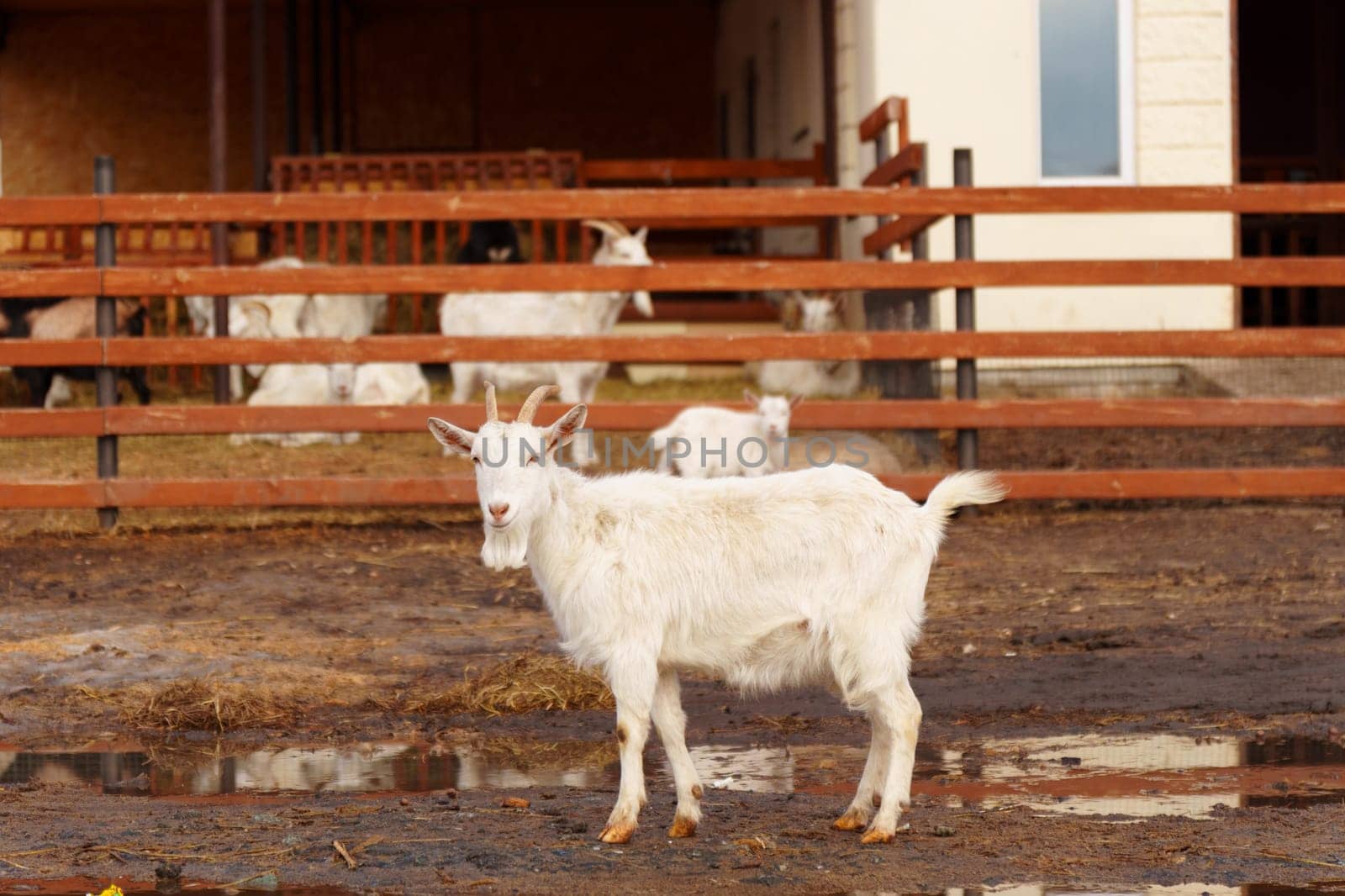 Goat is standing next to a fence on a farm, showcasing agriculture and farm life.