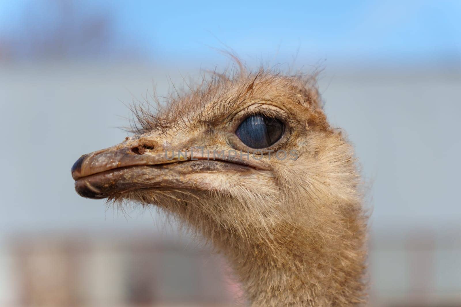 Ostriches with long necks and large eyes are standing peacefully side by side in a pen on farm
