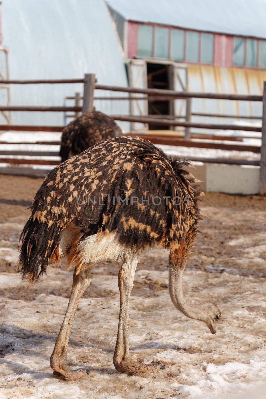 Ostrich is standing in a pen on an ostrich farm, with a barn visible in the background. Vertical photo