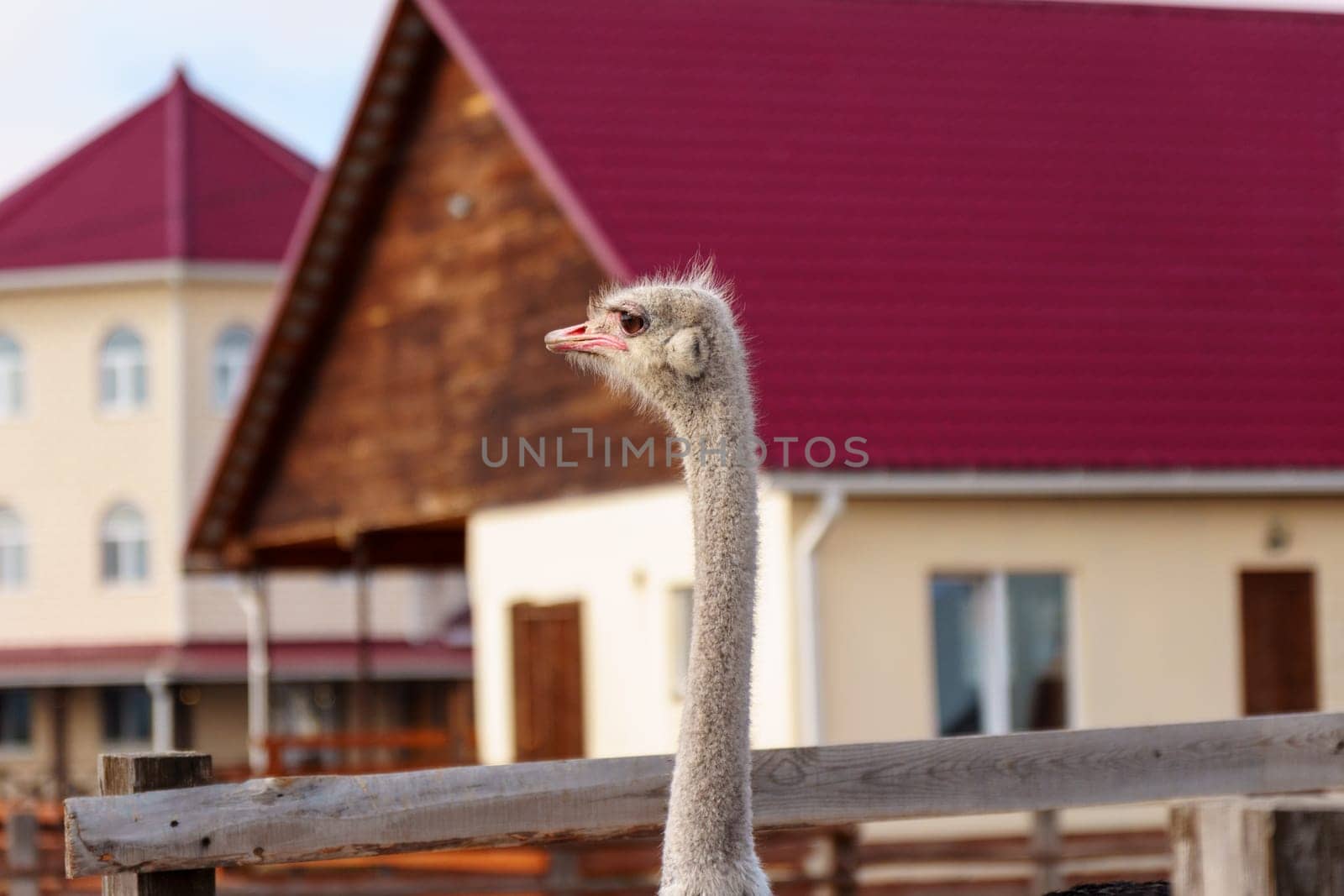 Ostrich is standing in a pen on an ostrich farm, with a barn visible in the background.
