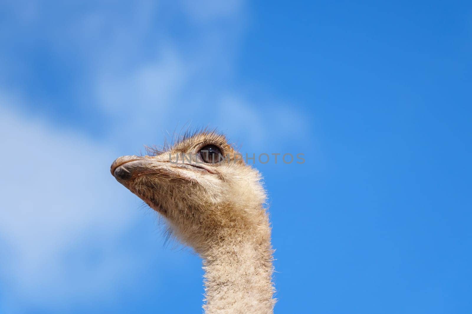 Ostriches standing next to a sturdy wooden fence on an ostrich farm, under the clear sky. by darksoul72