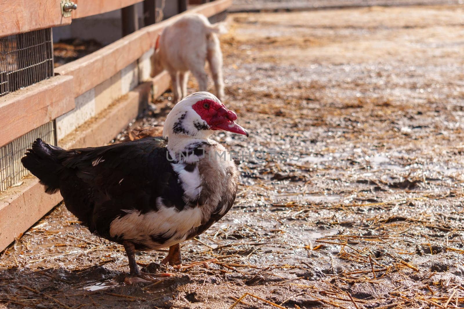 Detailed view of a Muscovy duck with distinct red head feathers, set in a farm environment. by darksoul72