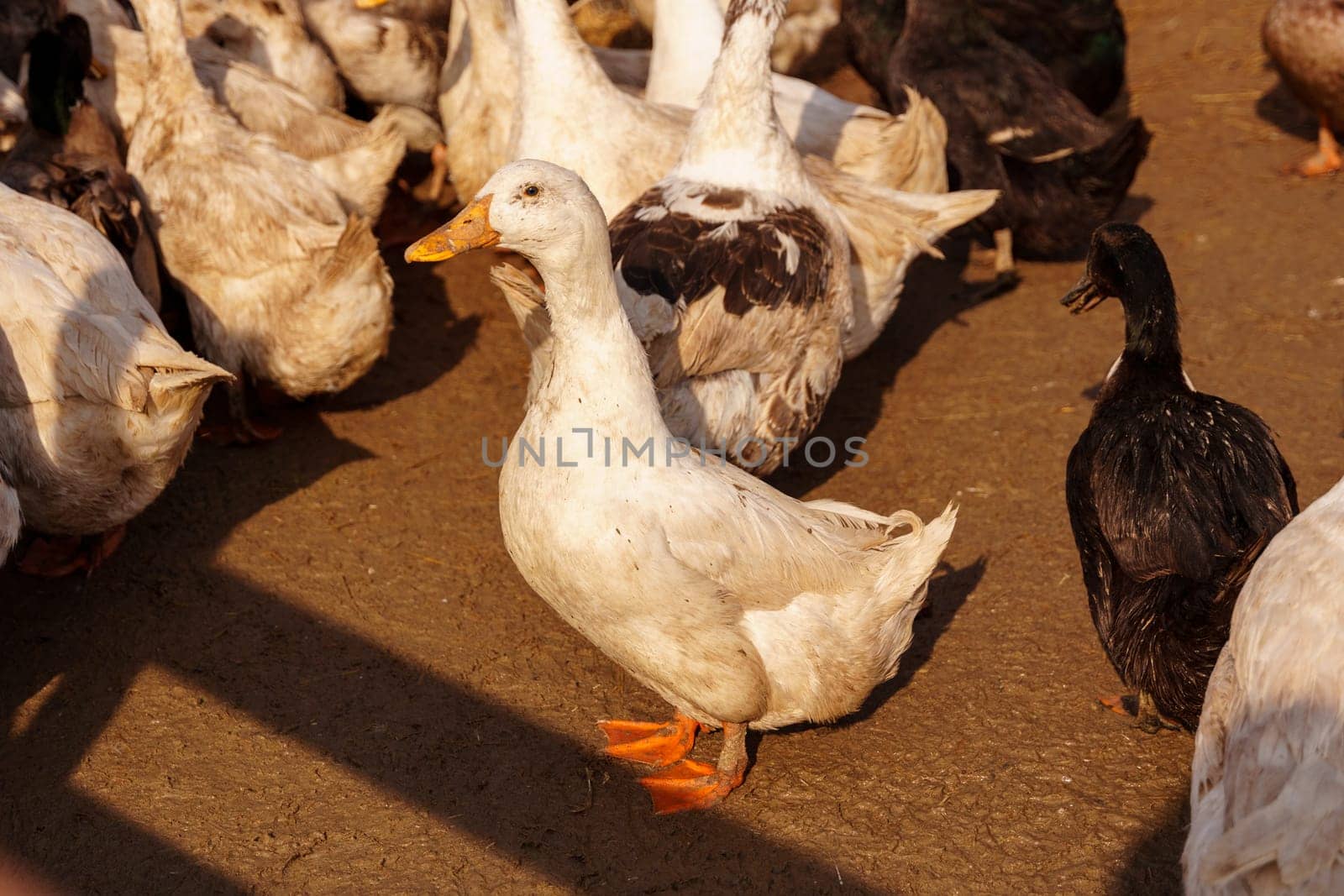 Ducks are standing on farm, their feathers blending with the earth as they explore the ground with their beaks.