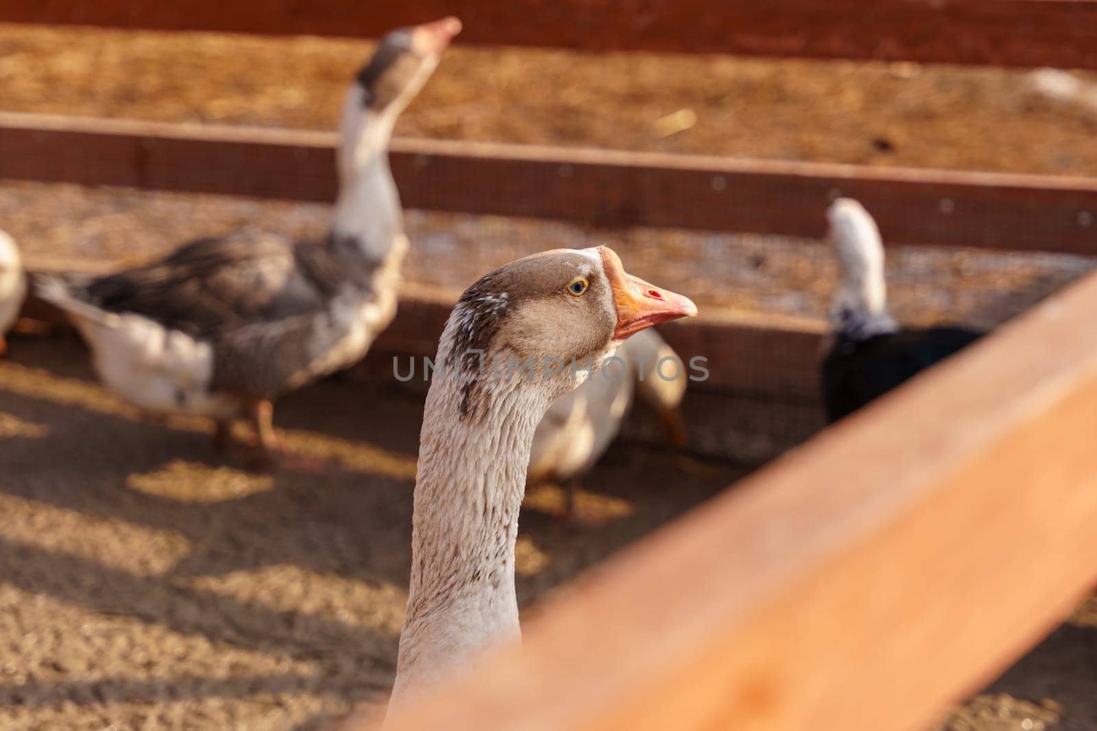 Geese group are peacefully coexisting within a fenced-in area on a farm