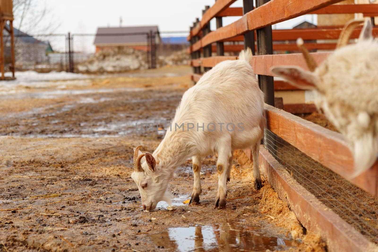 Goat is standing next to a fence on a farm, showcasing agriculture and farm life. by darksoul72