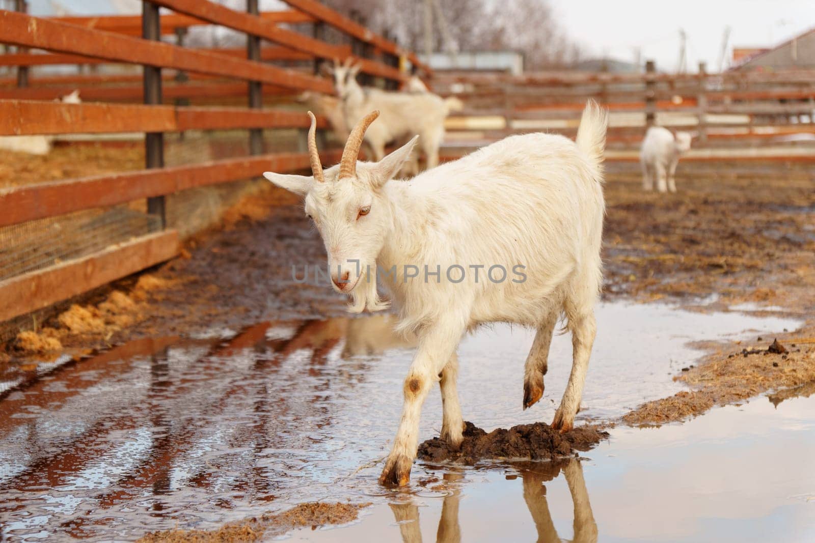Goat are standing inside a pen on a farm, with each goat looking towards the camera. by darksoul72