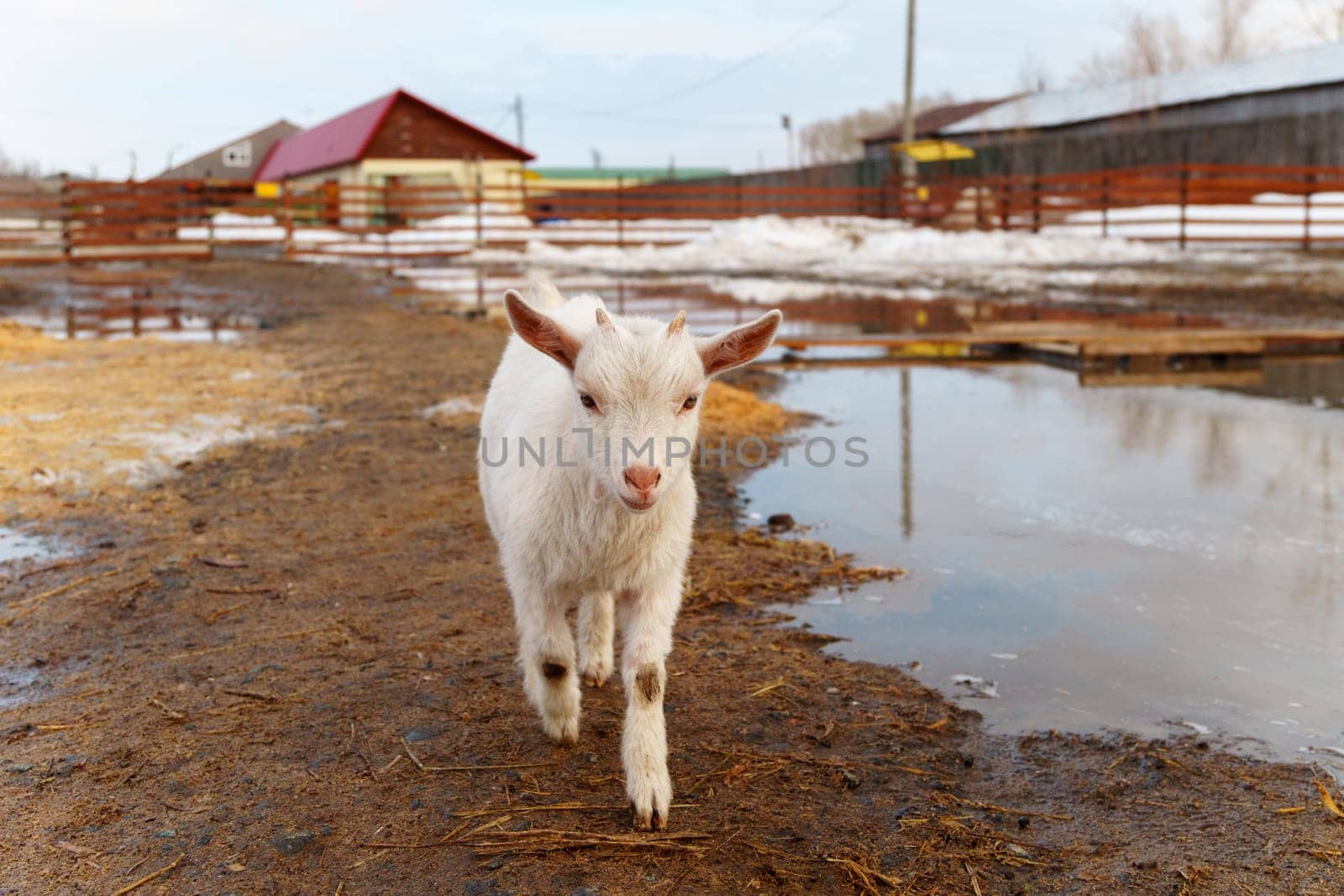 Young baby goat is seen standing next to a mature adult goat in a farm. by darksoul72