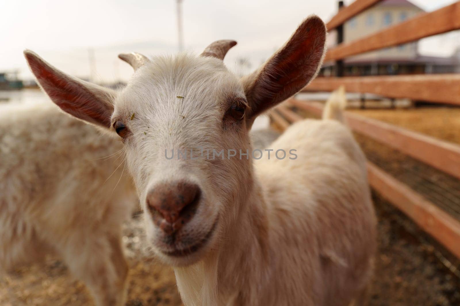 White goat stands next to a sturdy wooden fence on a farm, showcasing a portrait of agriculture. by darksoul72