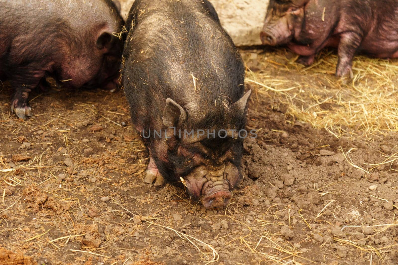 Pig are lounging atop a mound of hay in a farm setting. Selective focus