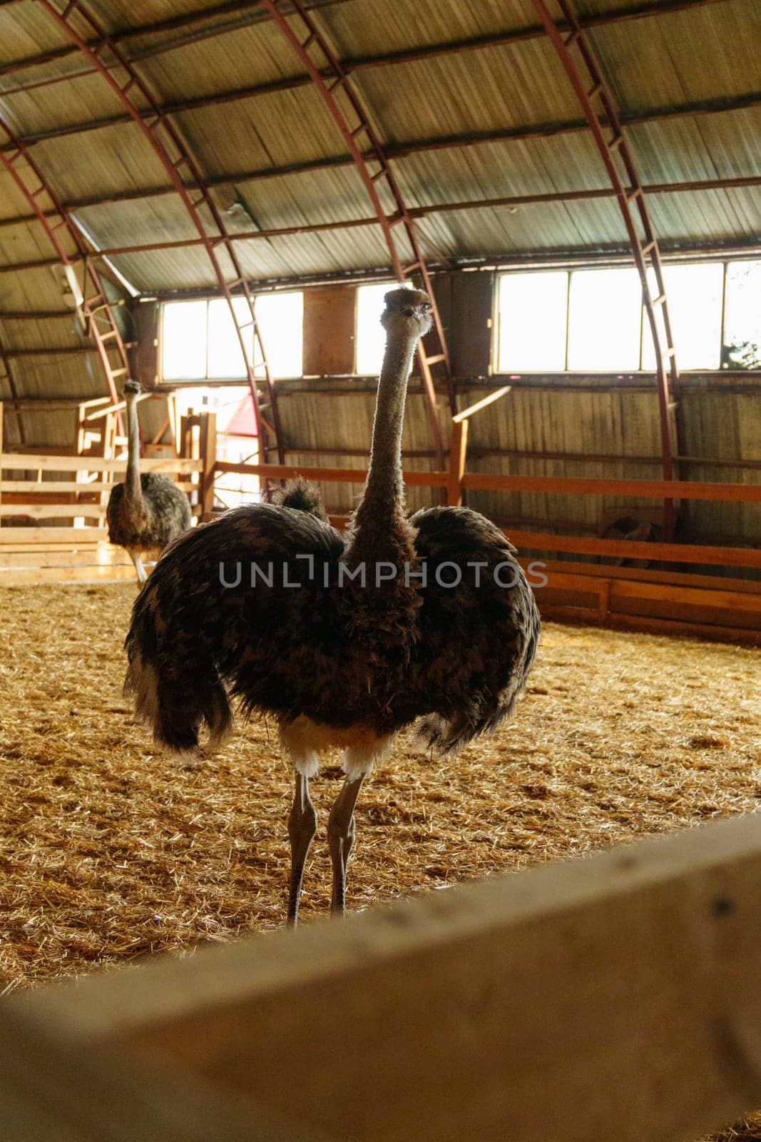 Ostrich stands tall in a spacious pen on farm, showcasing its long neck and vibrant feathers. Vertical photo by darksoul72
