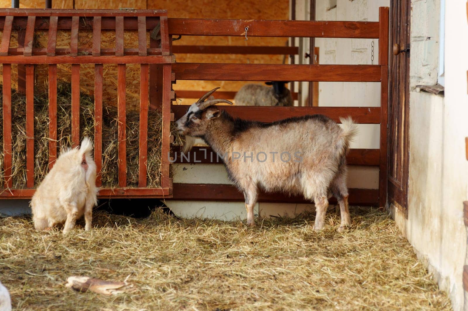 Goats on farm look peaceful and content in their enclosed environment. Selective focus by darksoul72