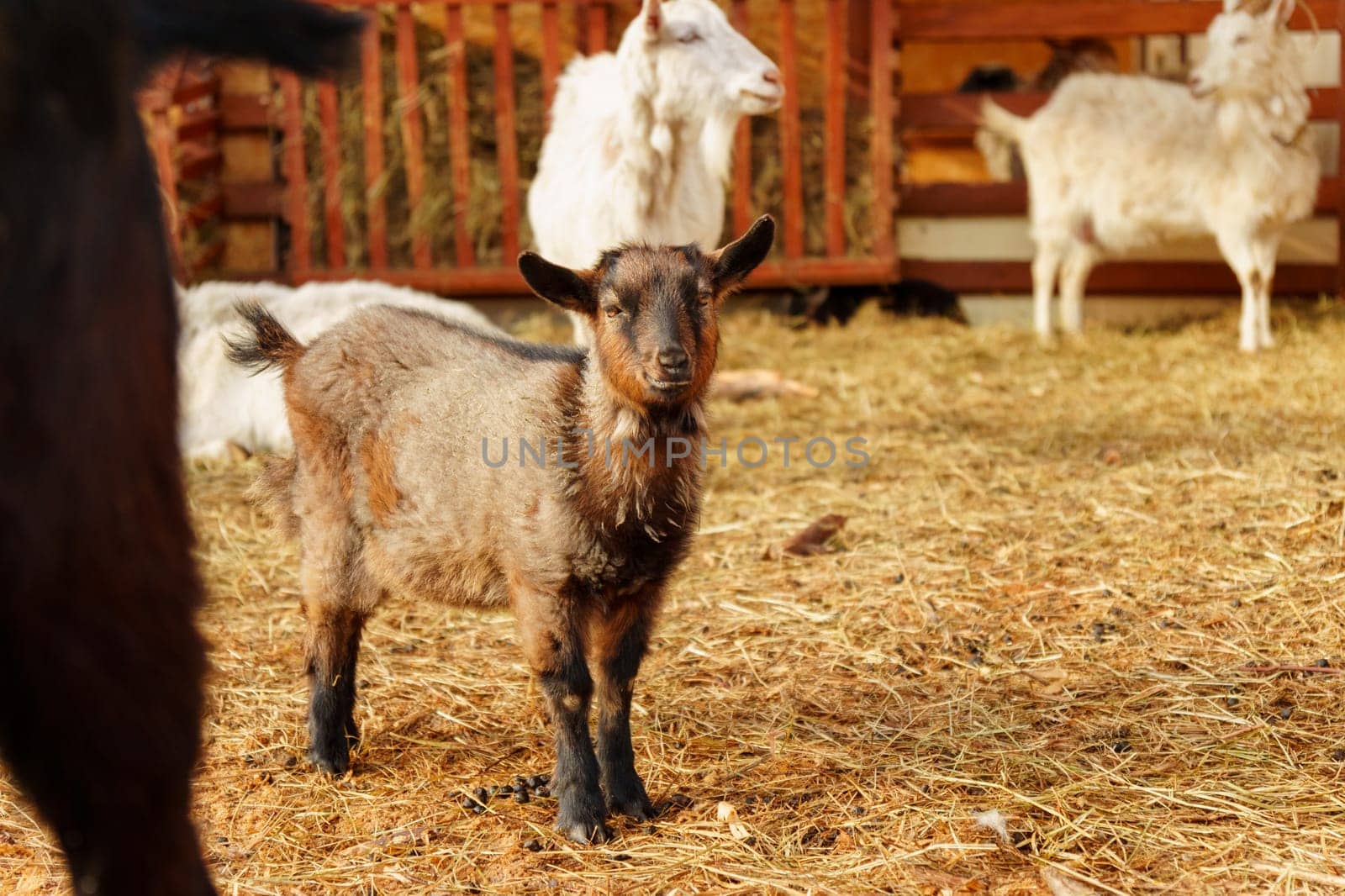 Small goat curiously stands next to a wooden fence, surveying its surroundings with interest by darksoul72