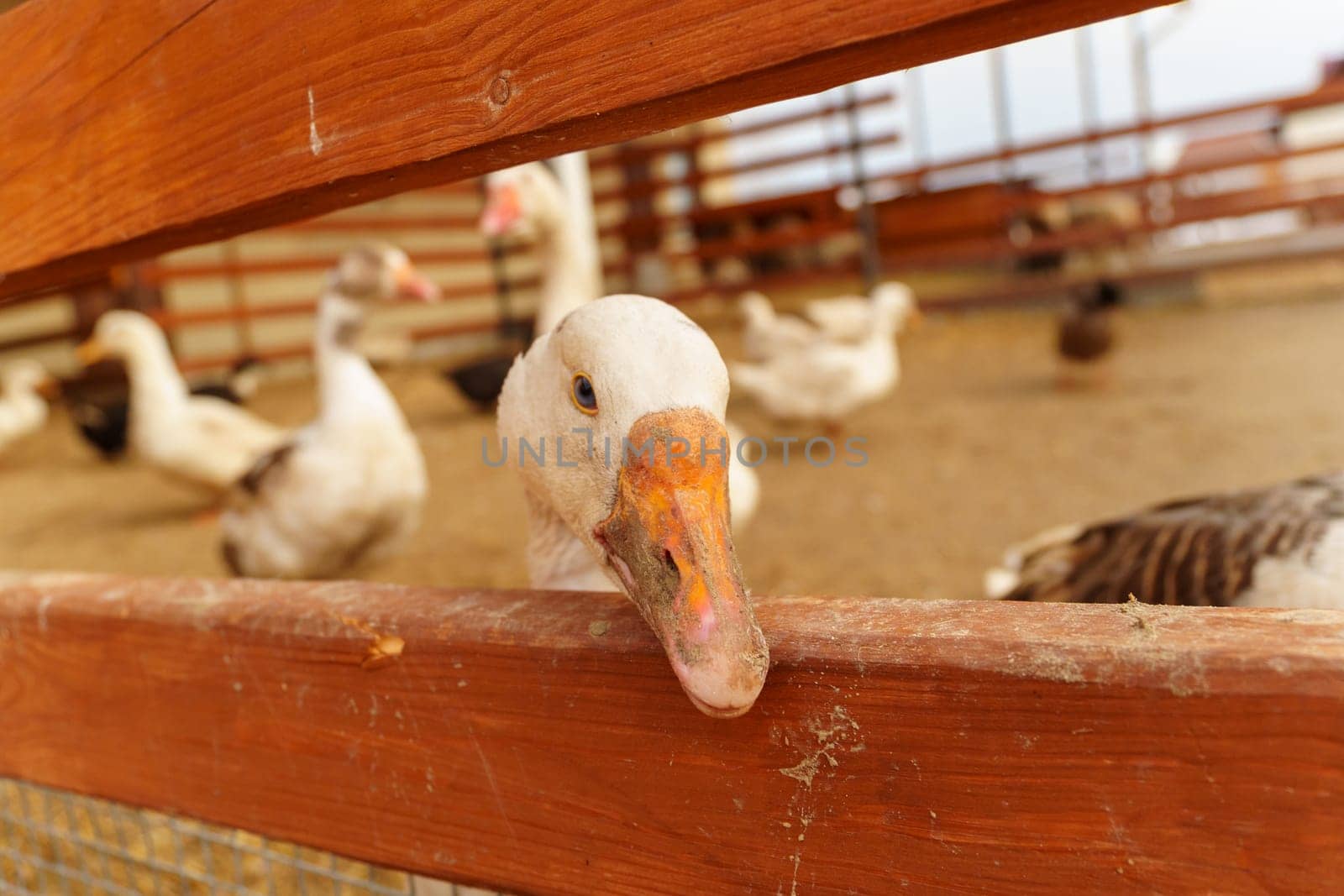 Goose with a speckled head and an orange beak peeks inquisitively through the slats of a wooden fence on a cloudy day at a farm. by darksoul72
